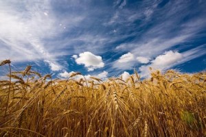 Летом Евросоюз увеличит производство и экспорт зерновых